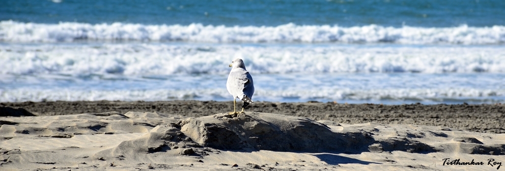 A seagull standing on a beach